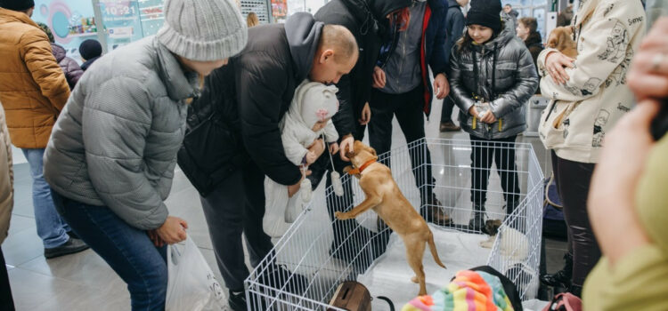 История о том, как владелица проката авто помогает бездомным животным в Бобруйске